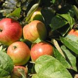 Яблоки для производства кальвадоса